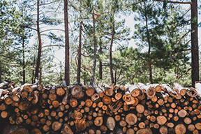 Wood